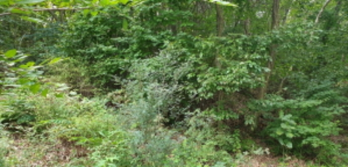 목록2. 토지(임야) 좌측 전경