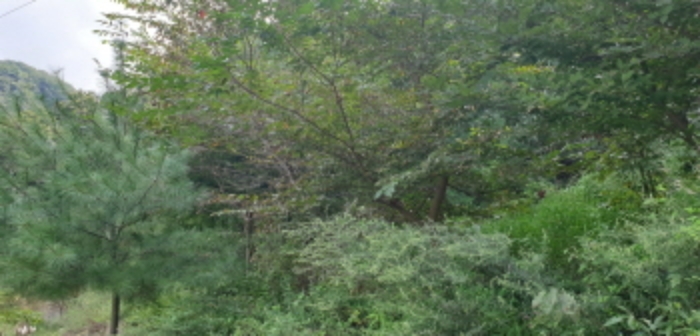 목록2. 임야 내부 전경