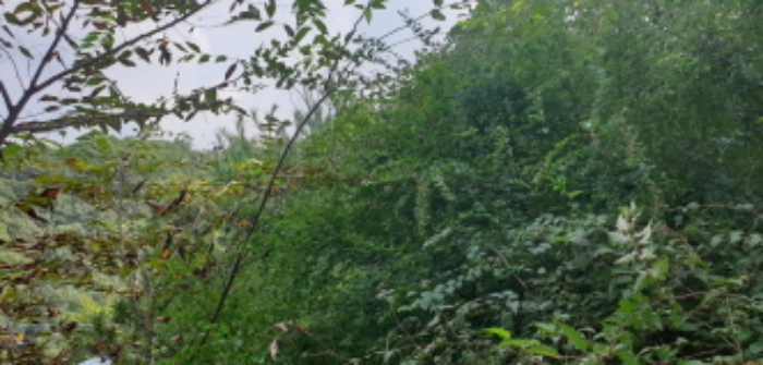 목록2. 임야 내부전경