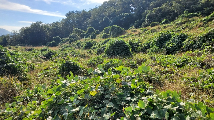 [ 본건 전경: 기호 ④ ]