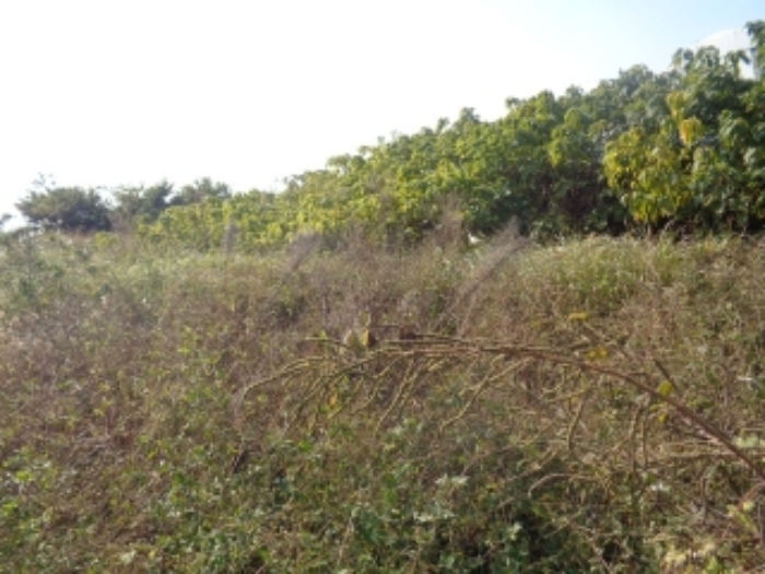 소재지2(강정동 5263) 전경 사진