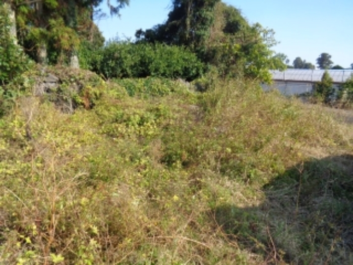 소재지5(강정동 5268-1) 전경 사진