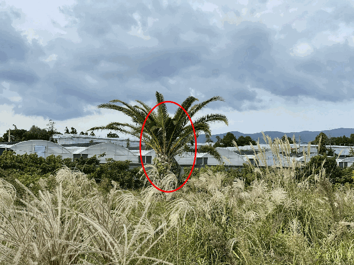 기호(2) 지상 수목