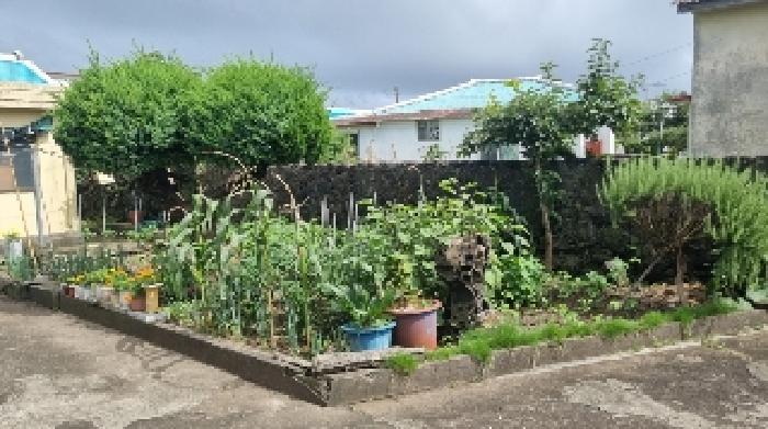 소재지3(표선리 981-1) 지상에 소재한 텃밭