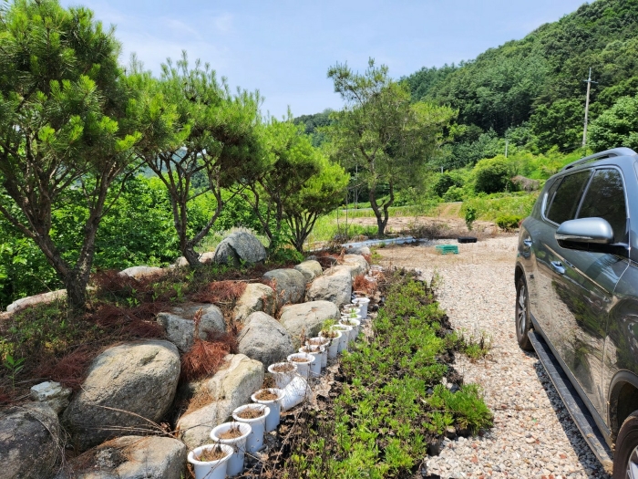 [제시외물건㉡ 수목 및 조경석 등]