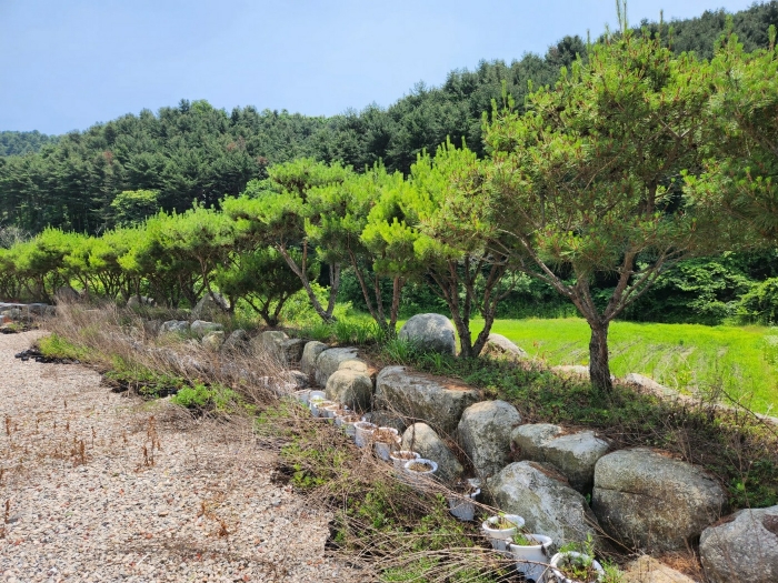[제시외물건㉡ 수목 및 조경석 등]