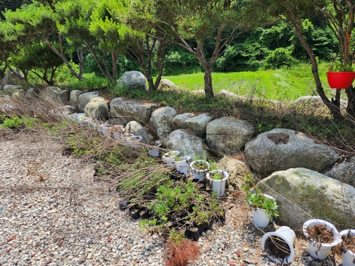 [제시외물건㉡ 수목 및 조경석 등]