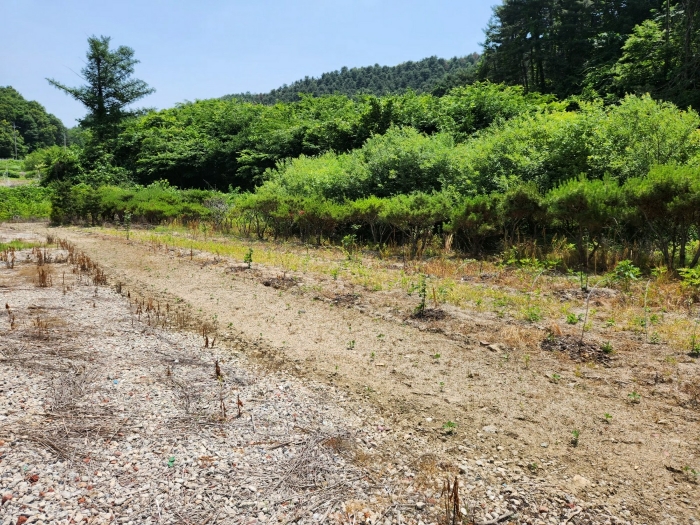 [제시외물건㉡ 수목 등]