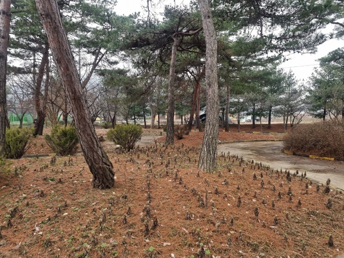 제시외 수목 전경 (1)