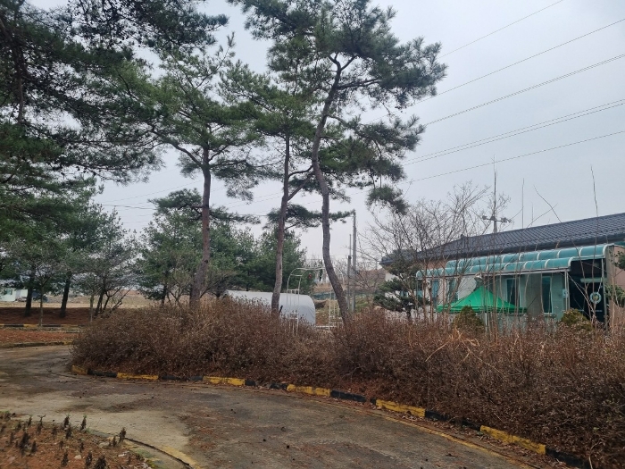 제시외 수목 전경 (2)