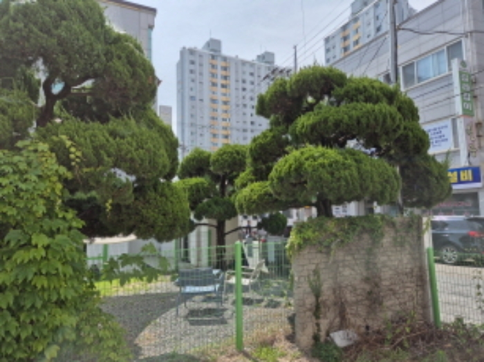 제시외 수목 모습2