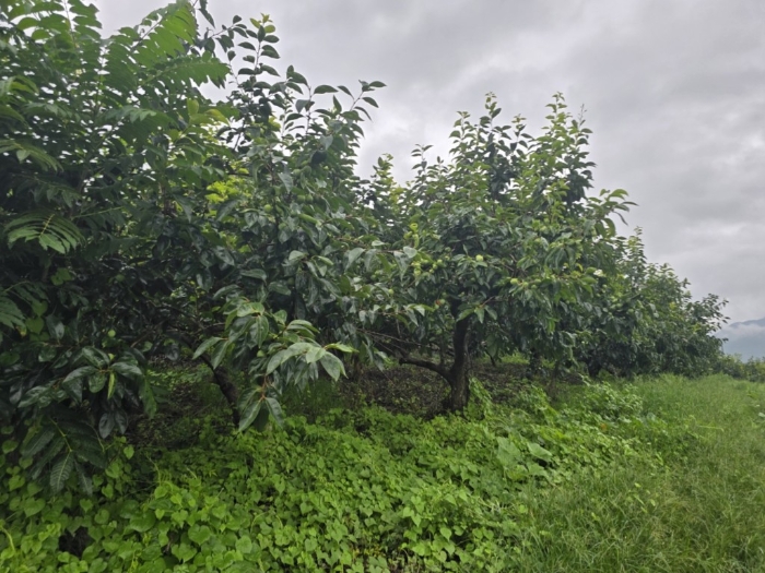 본건[1]지상 제시외수목[ㄱ] 