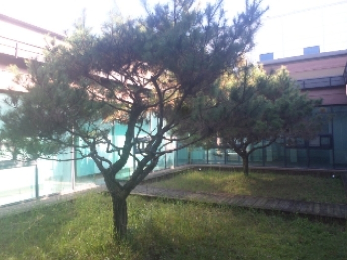 목록1. 지상 정원수(소나무) 2그루