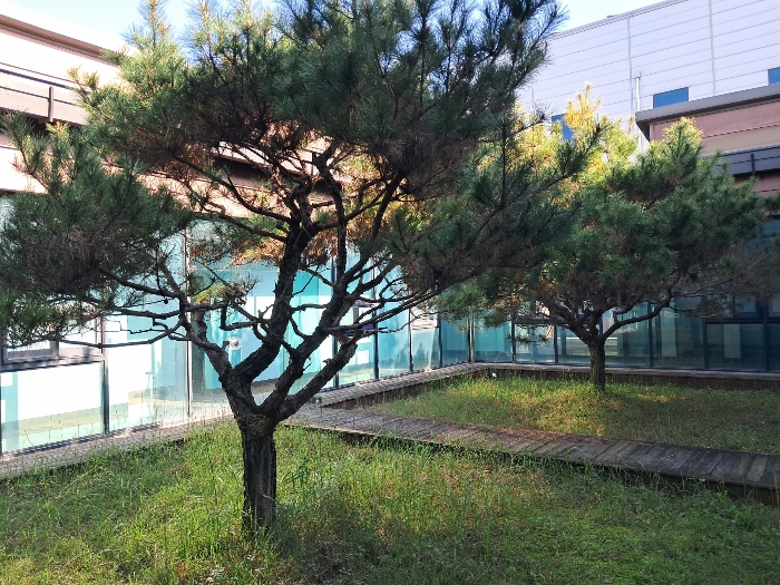 소나무 3(나)중정 소재