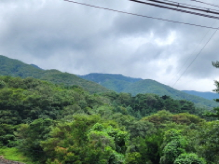 목록 5번 임야 전경.