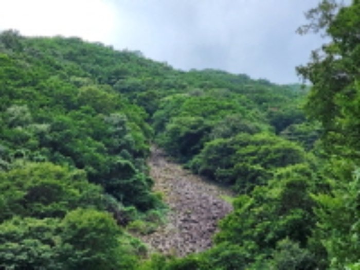 목록 5번 임야 전경.