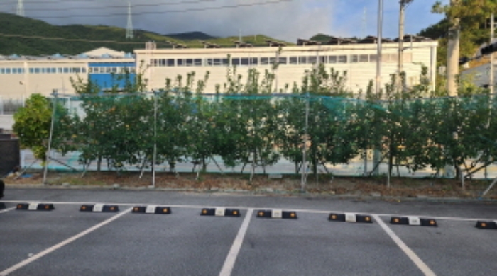 제시외 사과나무 10여 그루