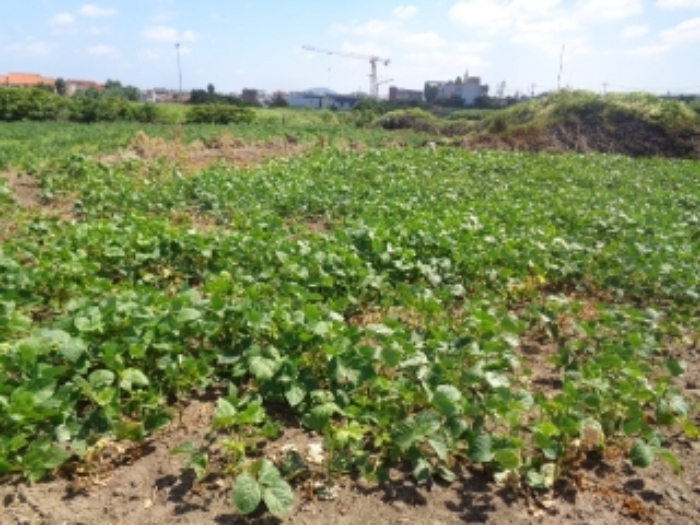 소재지2(도두일동 1696) 전경 사진