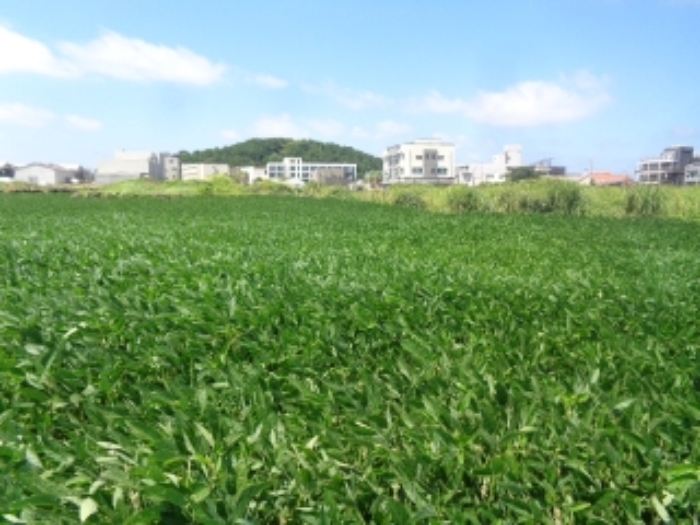 소재지4(도두일동 1695-1) 전경 사진