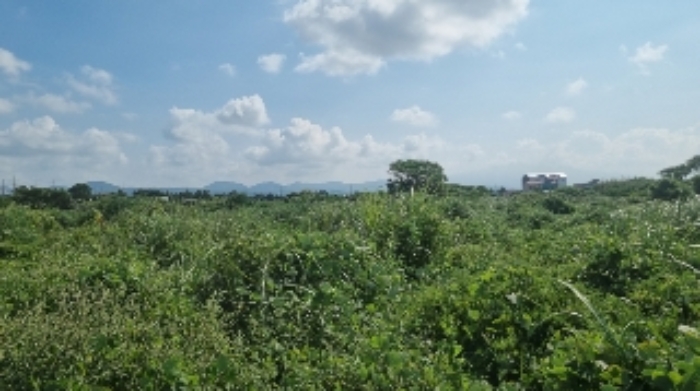 소재지1(조천리 763) 전경