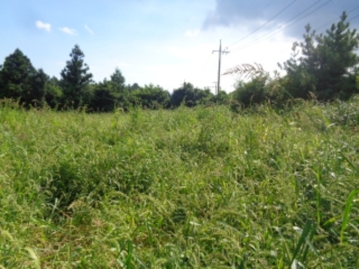 본건(동광리 464) 전경 사진