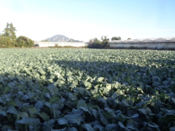 소재지5(보성리