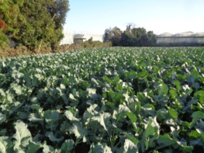 소재지5(보성리