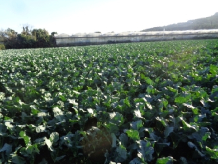 소재지5(보성리