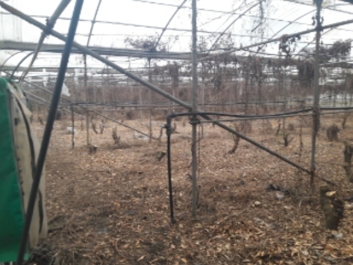 소재지1.(토산리 702) 지상 비닐하우스 시설 내부 모습