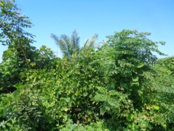 소재지2(저지리 1268-7) 지상에 식재된 수목사진