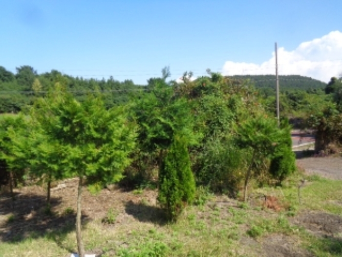 소재지1(저지리 1268-10)지상에 식재된 수목 사진