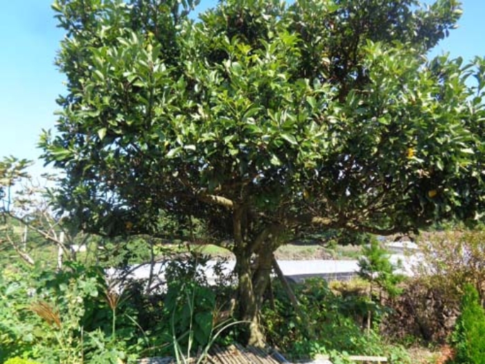 소재지4(저지리 1268-1) 지상에 식재된 수목 사진