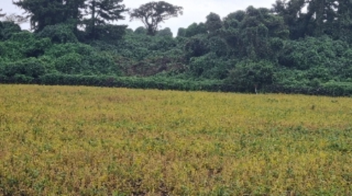 소재지1(상도리 979) 전경