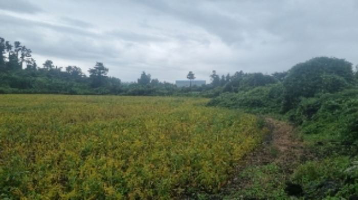 소재지3(상도리 979-1) 전경1