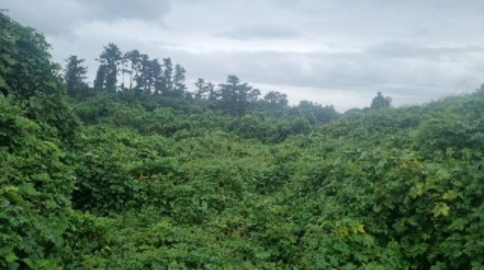 소재지3(상도리 979-1) 전경2