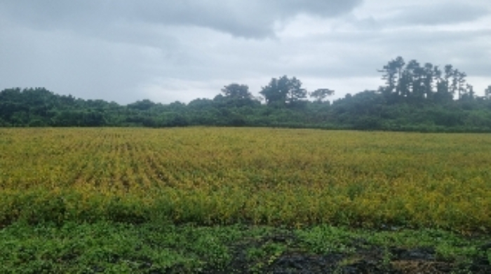 소재지4(상도리 979-2) 전경4