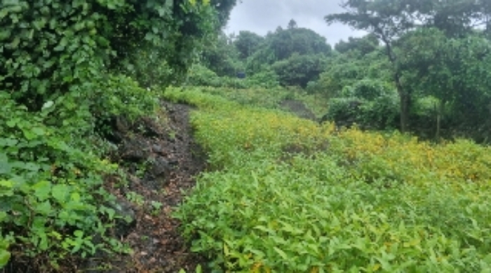 소재지4(상도리 979-2) 전경5