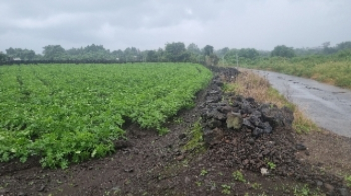 소재지4(상도리 979-2) 전경3