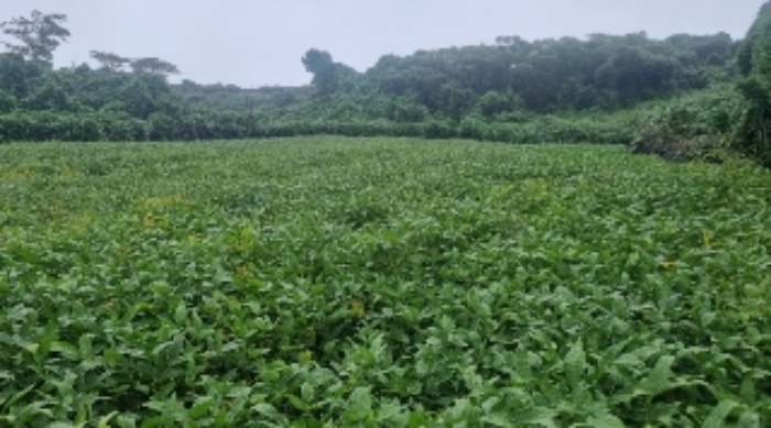 소재지2(상도리 980) 전경