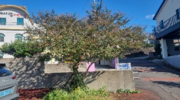 소재지2(서호동 680) 지상에 소재한 조경수