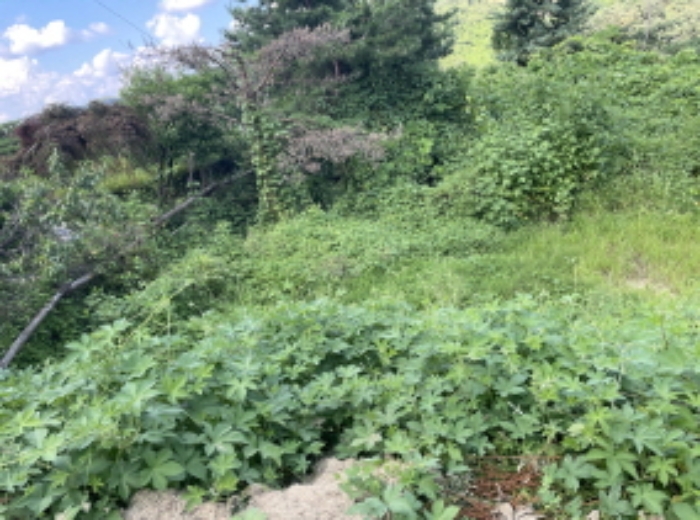 현장사진(원당리 315-31)