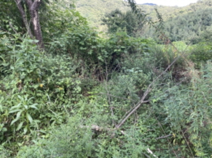 현장사진(원당리 315-6)