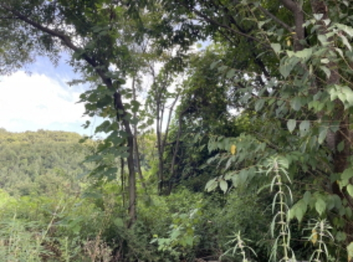 현장사진(원당리 315-6)