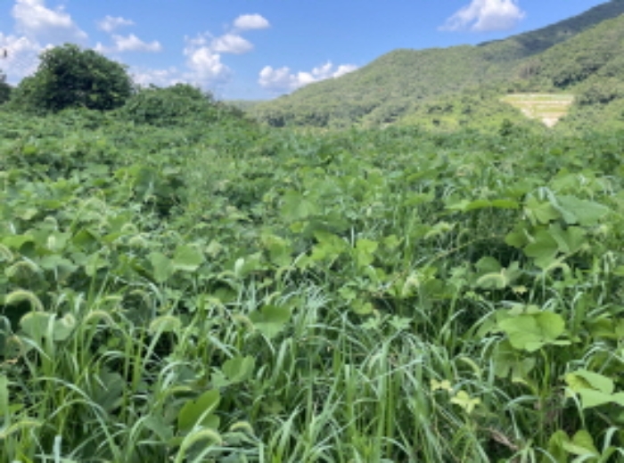 현장사진(원당리 315-6)