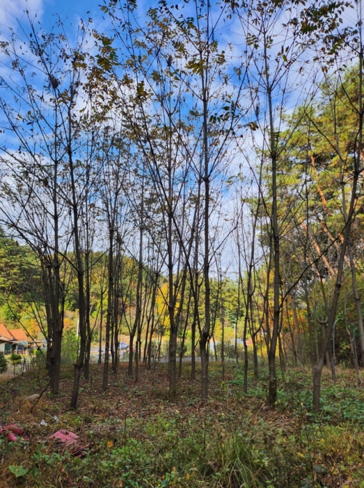 제시외 (ㅈ) 수목