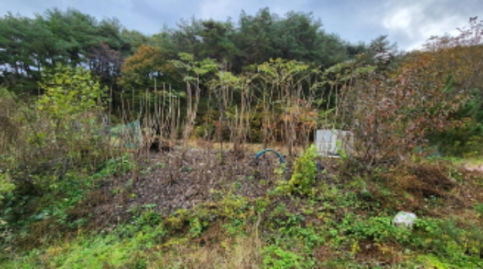 본건 5 전경 및 엄나무