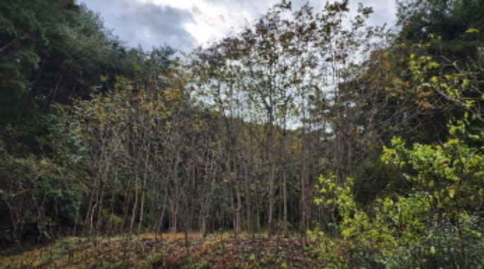 본건 5 전경 및 옻나무