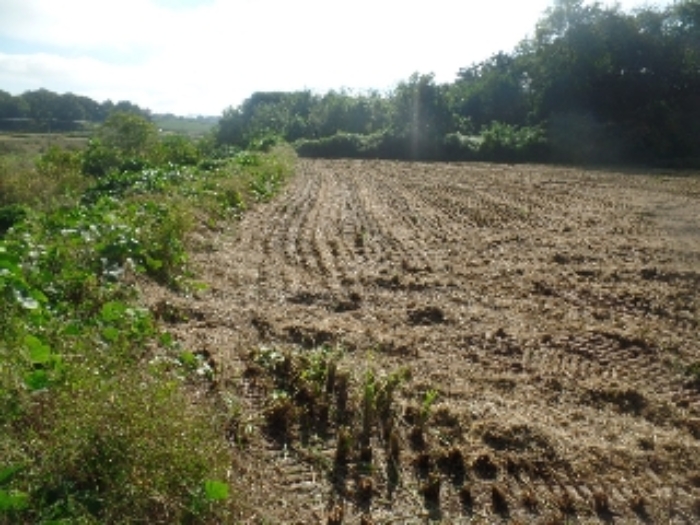 기호 7. 일부 제시외 토지와 일단지로 이용 중인 답부분