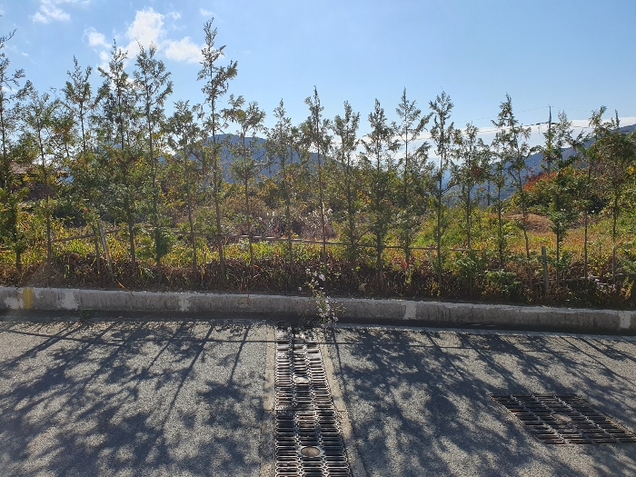 (5)토지 북측 전경