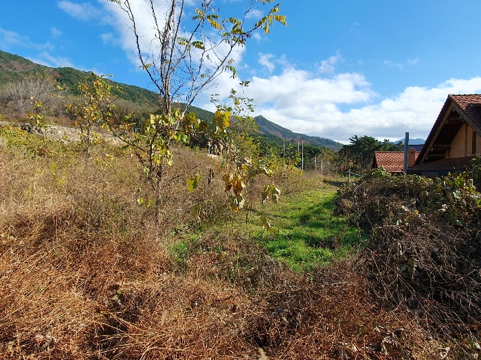 (2,4)토지 서측 전경(내부)